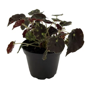 Micro Mo Begonia Plant - 2.5" Pot - Small Leaves - Collector's Series - Picture 1 of 1