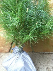 #STX  APPALACHIAN MOUNTAIN GROWN WHITE PINE TREE 2 FT STARTER TREE SEEDLING 24"  - Picture 1 of 11