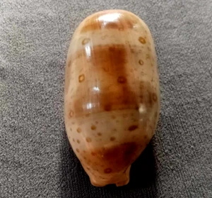 Cypraea Argus 86 mm GEM, melanistic BIG,FAT body nice DARK pattern WOW! - Picture 1 of 9
