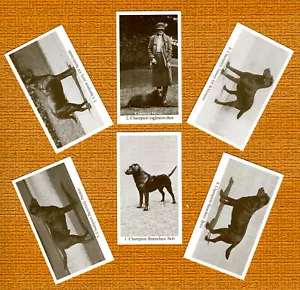 LABRADOR RETRIEVER SET MIT SECHS BENANNTEN HUNDEN SAMMLERKARTEN HANDELSKARTEN TOLLES GESCHENK - Bild 1 von 1