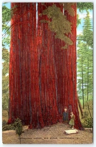 Cartolina anni 1910-30 GRUPPO CATTEDRALE SEQUOIE GIGANTI GRANDE BACINO CALIFORNIA - Foto 1 di 2
