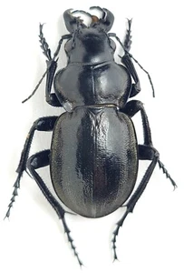 Coleoptera Carabidae Calosoma (Callisthenes) elegans manderstjernae Kasachstan - Bild 1 von 1