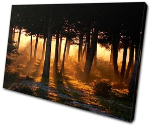 Paisajes Bosque Árboles ARTE DE PARED DE LIENZO ÚNICO Impresión de Imagen VA - Imagen 1 de 1