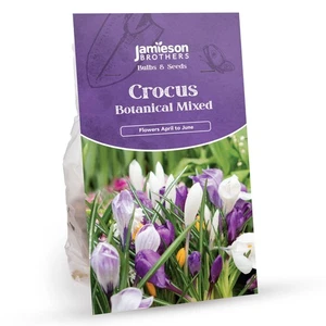 Crocus Bulbs - Botanical Mixed (120 bulb) by Jamieson Brothers - Picture 1 of 6