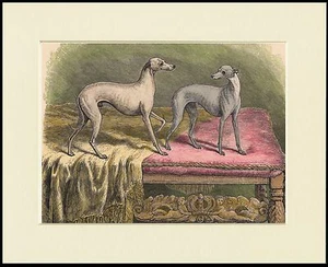 ITALIENISCHER WINDHUND ZWEI KLEINE HUNDE CHARMANTER HUNDEDRUCK MONTIERT RAHMENFERTIG - Bild 1 von 1