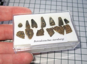 Cretaceous Hell Creek Borealosuchus crocodile teeth & scutes lg display case #3 - Picture 1 of 5