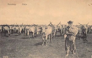 Hungary - Hortobágy - Gulya - Picture 1 of 2
