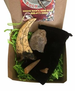 Colección de regalo de dinosaurios y fósiles - conjunto de 4 - Imagen 1 de 1