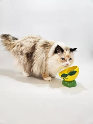 Grifos para gatos serie artesanal ~ plato de comida de cerámica elevado e inclinado para gatos ~ limón lima Foto 1 de 4