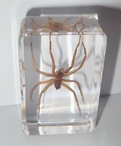 Water Spider Specimen in Clear Small Acrylic Block Teaching Tool TE1 - Picture 1 of 11