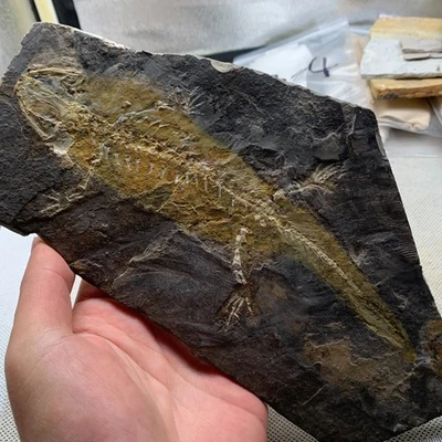 Exquisite insect fossils from the Jurassic Daohugou period - Image 1 of 4