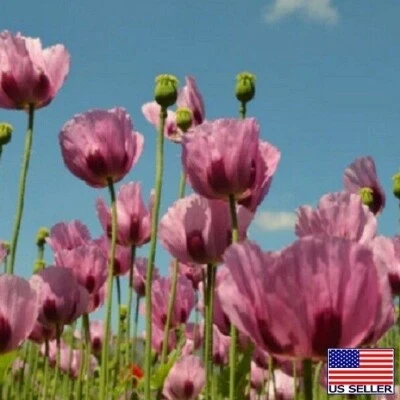 20,000 Untreated, Organic Turkish Papever Somniferum Poppy Seeds For Planting - Image 1 of 4