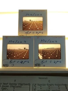 X3 HOT CAPS OLD VINTAGE AG MELON WOW MICHIGAN FARM FARMER FARMING 35MM SLIDE - Picture 1 of 2