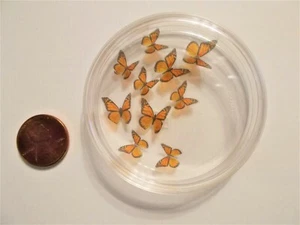 NUEVO 1:12 Único 10 Realista-3D Mariposa Monarca Casa de Muñecas Miniatura Pantalla de Pared - Imagen 1 de 3