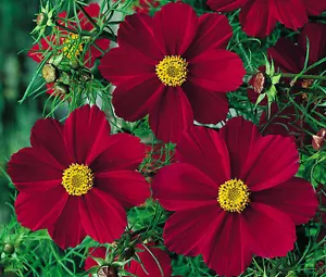 COSMOS RED VERSAILLES Cosmos Bipinnatus - 100 Seeds - Picture 1 of 1