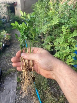 Poncirus trifoliata, 10 a 200 jeunes plantes de l'année. - Imagen 1 de 4
