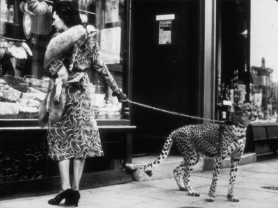 Leopard on a Leash Poster Print, Cheetah Woman Walking Photo Cat Black White Art - Image 1 of 3