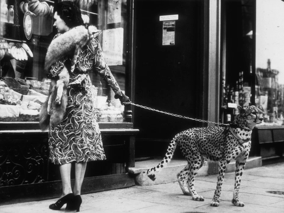 Leopard on a Leash Poster Print, Cheetah Woman Walking Photo Cat Black White Art - Image 1 of 3