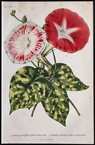 1868 - Ipomée - Chromolithographie - Botanique & Horticulture - Gravure - Foto 1 di 3