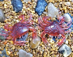 2" Crabby - Picture 1 of 5