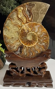 Extra Large 13.5cm High Quality Madagascan Fossil 416 Million Year Old Ammonite - Picture 1 of 10