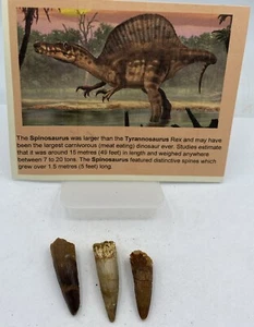 Spinosaurus Teeth Dinosaur F0SSIL Before T Rex Cretaceous Lot J424 - Picture 1 of 2