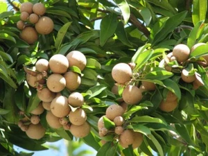TreegoArt 10 semillas de fruta chiku sapota para cocina doméstica jardinería - Imagen 1 de 5