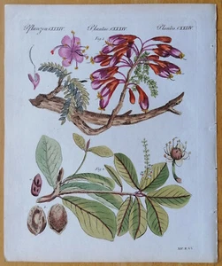 Bertuch impresión original coloreado botánica Schotia Terminalia - 1792 - Imagen 1 de 1