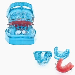 Dental Functional Orthopedic Bionator Removable Teeth Model 3006 Teach Study - Picture 1 of 7