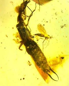 Burmite Fossil Cretaceous amber earwig insect Burmese amber Fossil Myanmar - Picture 1 of 8