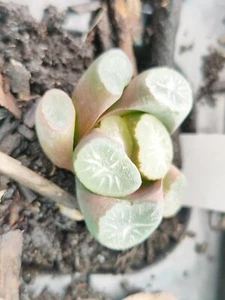 Haworthia Maughanii Silver Tiger 4cm diameter - Picture 1 of 2
