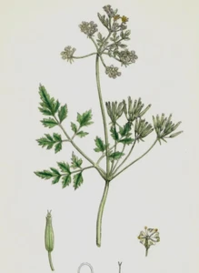 John Sowerby de 1860 con estampado botánico coloreado a mano Garden Chervil K3B - Imagen 1 de 3