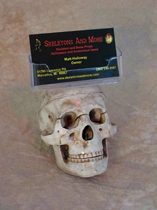 Skull Business Card Holder, Halloween Prop Human Skull - Picture 1 of 4