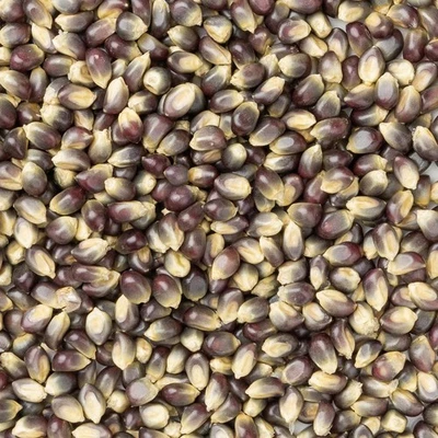 Amish Country Popcorn - Blue Popcorn - Image 1 of 2