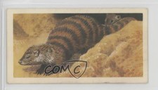 1962 Brooke Bond African Wild Life Tea Banded Mongoose #16 4az