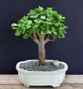 Elephant Bush Baby Jade Bonsai Tree Indoor Portulacaria Afra 6"H Evergreen Plant - Picture 1 of 5