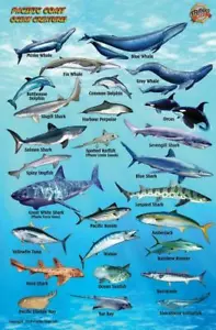 Pacific Coast Ocean & Kelp Creatures Waterproof Fish ID Card by Franko Maps - Picture 1 of 2