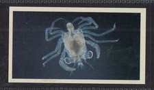 PLANKTONIC LARVA OF CRAB - 35 + year old English Tobacco Card # 1