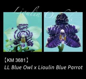 Phal. LL Blue Owl x Phal. Lioulin Blue Parrot - 1.7" Seed Grown - Picture 1 of 3