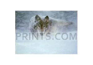 Bradley Parrish Storm Runner - Picture 1 of 1