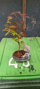 Japanese Maple Bonsai - Picture 1 of 1