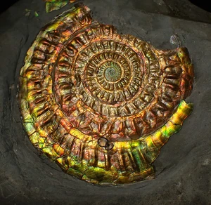 Large rainbow iridescent Caloceras ammonite fossil display piece 93mm ammolite - Picture 1 of 8