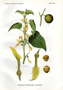 1908 SCHMEIL CHROMOLITHOGRAPH Europäischer Geburtswert - Bild 1 von 3
