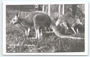 Postal RPPC Canguro Australia Dos canguros en zona vallada - Imagen 1 de 3