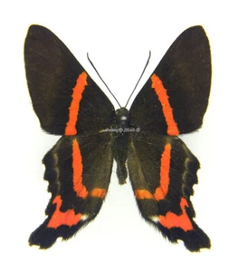 Unmounted Butterfly/Riodinidae - Ancyluris aulestes ssp., male, Peru - Bild 1 von 2