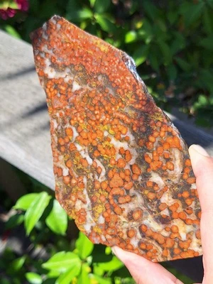 Losa gruesa de jaspe amapola Morgan Hill parcialmente pulida - aproximadamente 318 gramos  Foto 1 de 4