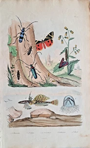 Pez lira peces mariposas escarabajo grabado en acero coloreado a mano 1838 Guerin - Imagen 1 de 3