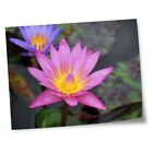 8x10" Prints(No frames) - Panama Pacific Water Lily Flower  #45985