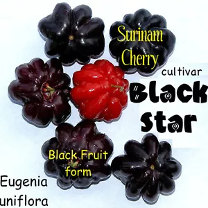 ~BLACK STAR~ Surinam Cherry Fruit Tree Eugenia uniflora 10 LIVE STARTER sm Plant - Picture 1 of 12