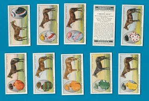 Tobacco cards set cigarette cards Prominent Racehorses 1933 - Picture 1 of 5